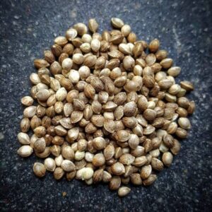 Tropicana cookies Seeds